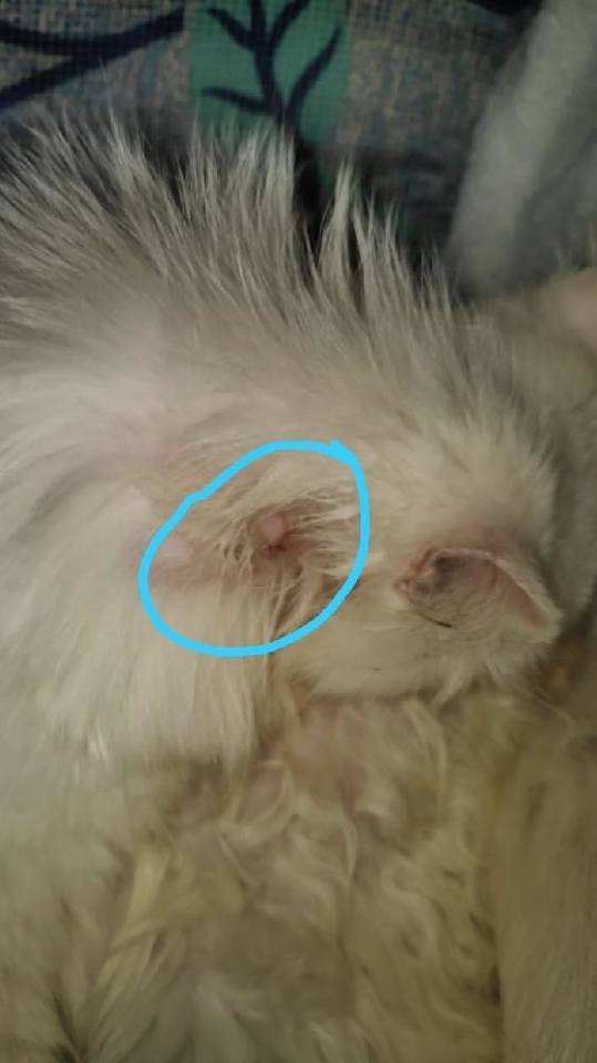 Persian cat, 9 months, excessive itching, flea infestation, military