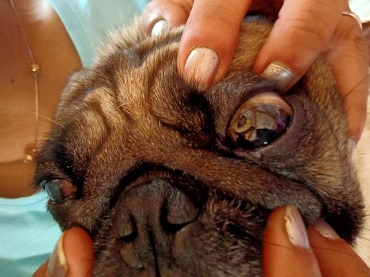 Glaucoma In Dogs glaucoma-in-dogs